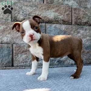Precious Little Princess, Boston Terrier Puppy